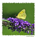 Picture Title - Butterfly (d4728)