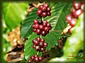 Picture Title - Coffee Beans!