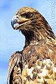 Picture Title - Eagle 1