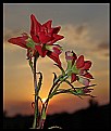 Picture Title - Red Indian Paintbrush