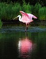 Picture Title - Roseate Spoonbill