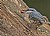 Nuthatch Feeding