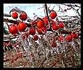 Picture Title - Frozen Fruit