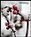 Picture Title - Stark colors in the Snow