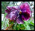 Picture Title - Preserved Pansy