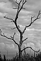 Picture Title - Old tree on Ragged Island