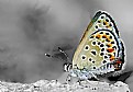 Picture Title - ...