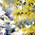 Picture Title - wattle
