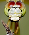 Picture Title - the eyes of insect