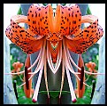 Picture Title - Tiger Lily