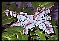 Picture Title - Grape Mahonia Plant