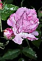 Picture Title - Rosebud After Rain