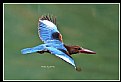 Picture Title - B157 (White-throated Kingfisher)