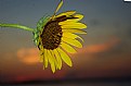 Picture Title - Sunny Sunflower