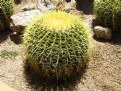 Picture Title - cactus1