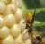 Wasp Eating Corn