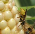 Picture Title - Wasp Eating Corn