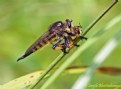 Picture Title - Robber fly with prey