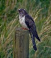 Picture Title - peregrine falcon-slechtvalk