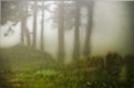 Picture Title - The Soul of the Wood.
