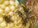 Picture Title - Wasp on Corn
