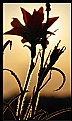 Picture Title - Wildflower Backlit