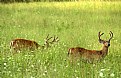 Picture Title - Deer at the Smokies