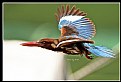 Picture Title - B159 (White-throated Kingfisher)