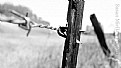 Picture Title - The Old Fenceline