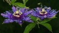 Picture Title - Pasiflora Incarnata