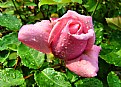 Picture Title - Rosebud After the Rain