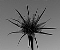 Picture Title - Salsify