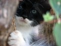 Picture Title - Bandit