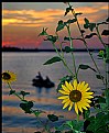 Picture Title - Fishin Among the Sunflowers