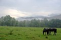 Picture Title - Smokies