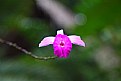 Picture Title - Rainforest Flower