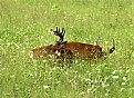 Picture Title - Deer Puzzle