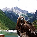 Picture Title - Eagle