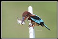 Picture Title - B161 (White-throated Kingfisher)