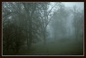 Picture Title - Trees in Fog