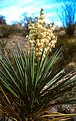 Picture Title - YUCCA