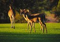 Picture Title - Two Fawns