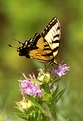 Picture Title - Swallowtail