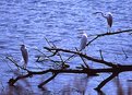 Picture Title - Egrets