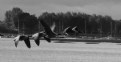 Picture Title - Geese take to Flight