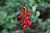 Cardinal Flower