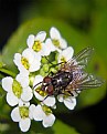 Picture Title - Horse fly