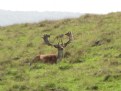 Picture Title - Stag