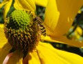 Picture Title - Hover fly rests on yellow flower