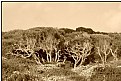 Picture Title - dry trees